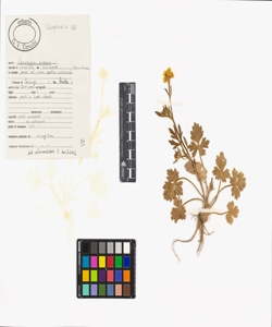 Ranunculus bulbosus L.