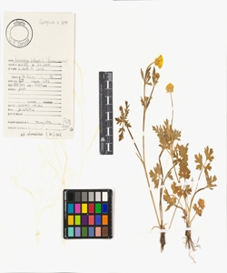 Ranunculus bulbosus L.