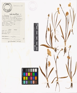 Ranunculus kuepferi Greuter & Burdet s.l.