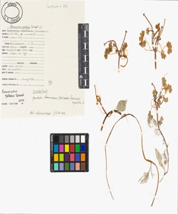 Ranunculus peltatus Schrank s.l.