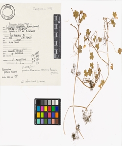 Ranunculus peltatus Schrank s.l.