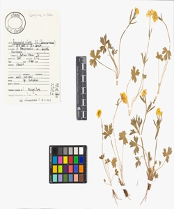 Ranunculus villarsii DC.