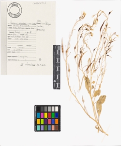 Raphanus raphanistrum L. subsp. landra (DC.) Bonnier & Layens