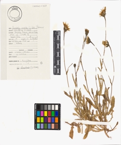 Reichardia picroides (L.) Roth