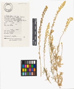 Reseda lutea L. subsp. lutea