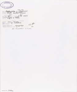 Reseda lutea L. subsp. lutea