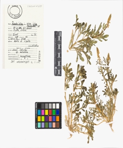 Reseda lutea L. subsp. lutea