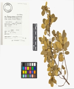 Rhamnus alaternus L. subsp. alaternus