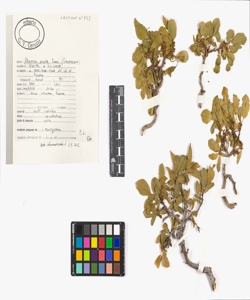 Rhamnus pumila Turra