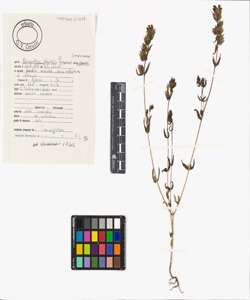 Rhinanthus glacialis Personnat subsp. glacialis