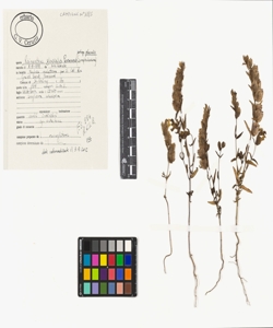 Rhinanthus glacialis Personnat subsp. glacialis