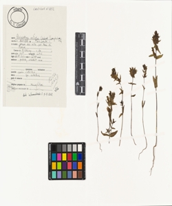 Rhinanthus ovifugus Chabert