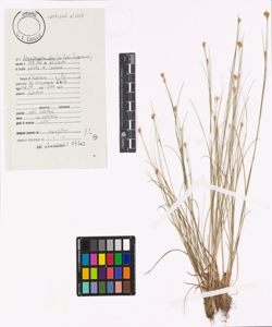 Rhynchospora alba (L.) Vahl