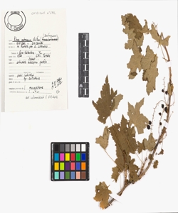 Ribes petraeum Wulfen