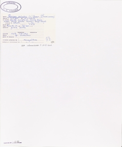 Rorippa palustris (L.) Besser