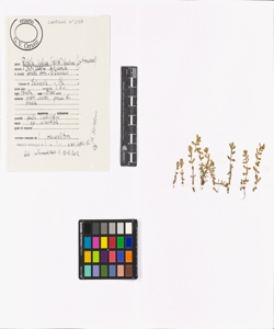 Rotala indica (Willd.) Koehne