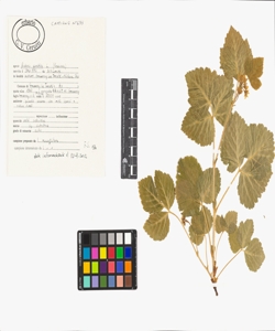 Rubus saxatilis L.