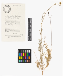 Ruta angustifolia Pers.