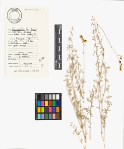 Ruta angustifolia Pers.