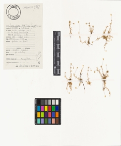 Sagina glabra (Willd.) Fenzl.