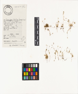 Sagina glabra (Willd.) Fenzl.