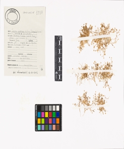 Sagina maritima G. Don