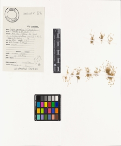 Sagina procumbens L. subsp. procumbens