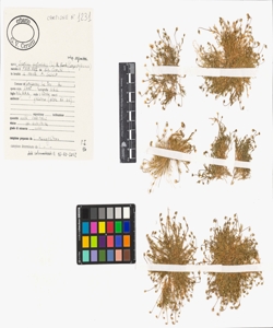 Sagina saginoides (L.) H. Karst. subsp. saginoides