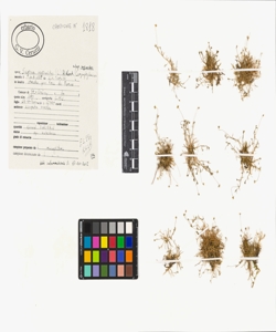 Sagina saginoides (L.) H. Karst. subsp. saginoides