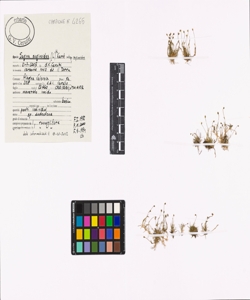 Sagina saginoides (L.) H. Karst. subsp. saginoides