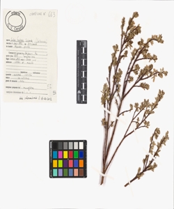 Salix foetida Schleich.