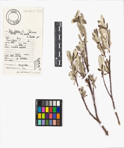 Salix helvetica Vill.