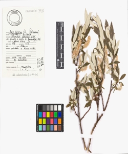 Salix helvetica Vill.