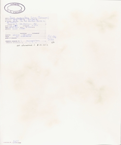 Salix myrsinifolia Salisb.