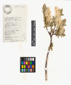 Salix myrsinifolia Salisb.