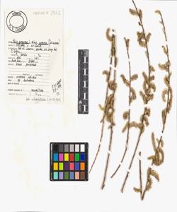 Salix purpurea L. subsp. purpurea