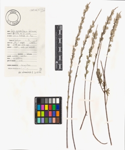 Salix rosmarinifolia L.