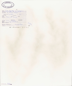 Salix triandra L. s.l.