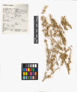 Salsola tragus L. subsp. tragus