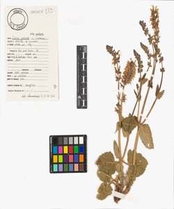 Salvia pratensis L. subsp. pratensis