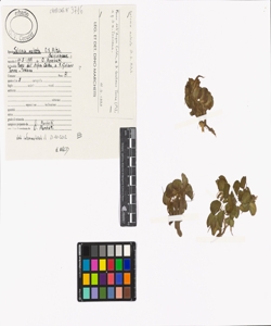 Salvinia molesta D.S. Mitch.