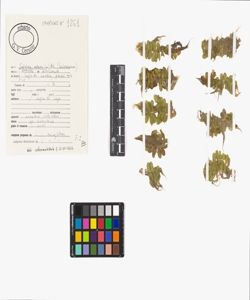 Salvinia natans (L.) All.