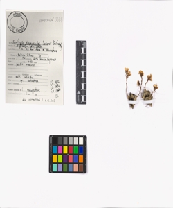 Saxifraga diapensioides Bellardi