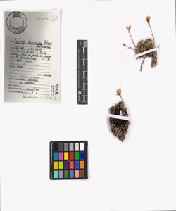 Saxifraga diapensioides Bellardi