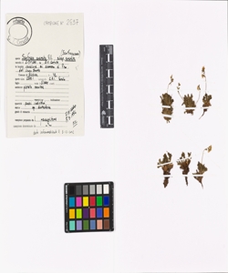 Saxifraga exarata Vill. subsp. exarata