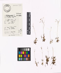 Saxifraga exarata Vill. subsp. exarata