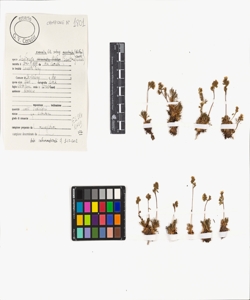 Saxifraga exarata Vill. subsp. moschata (Wulfen) Cavill.