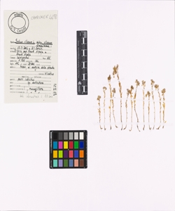 Sedum villosum L. subsp. villosum