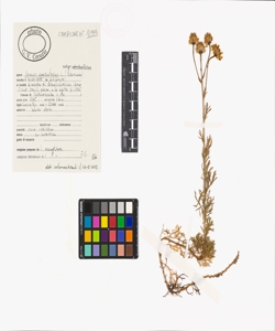 Senecio abrotanifolius L. subsp. abrotanifolius