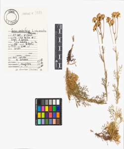 Senecio abrotanifolius L. subsp. abrotanifolius